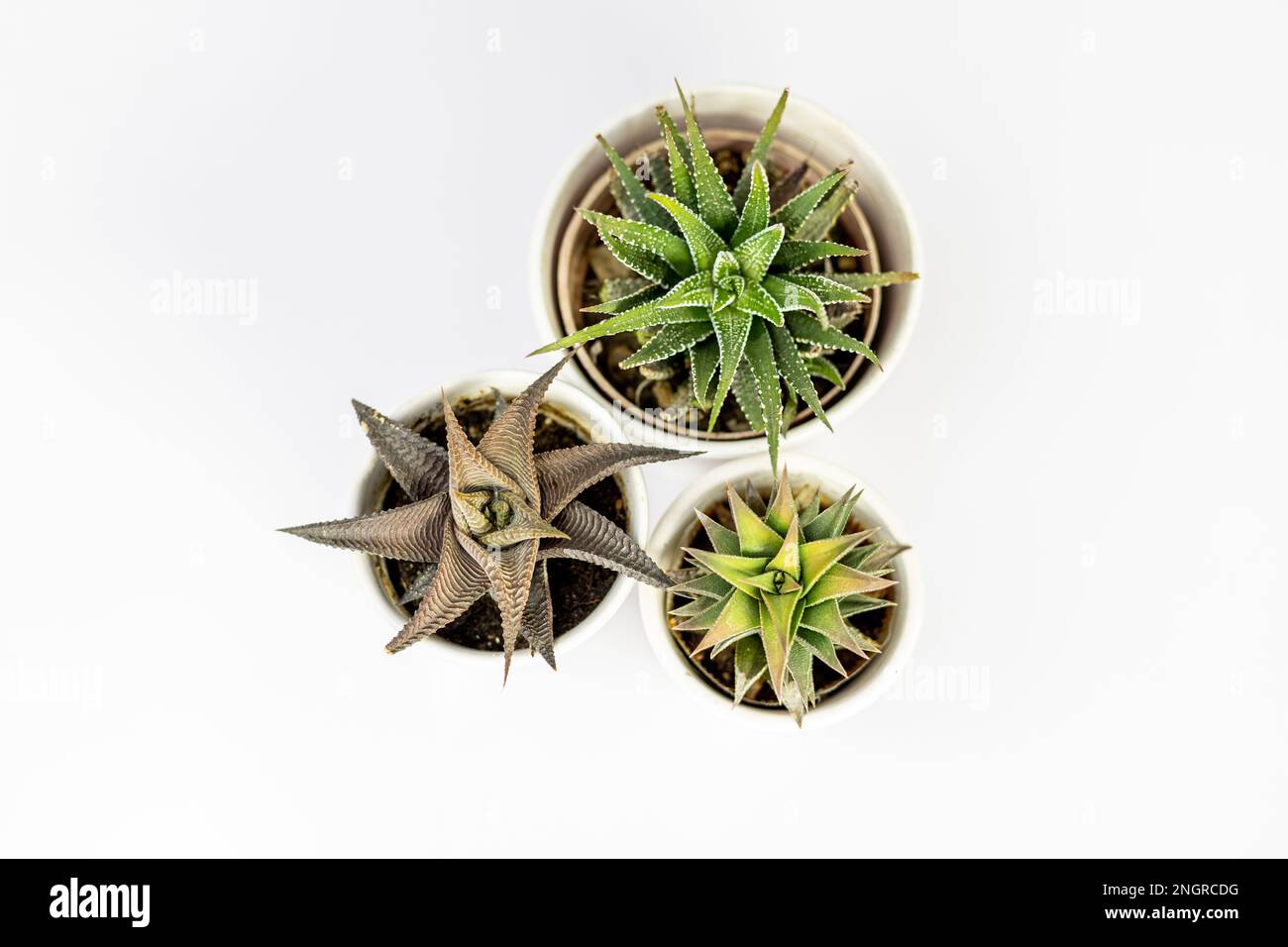 Haworthia ornamental succulents potted plants top view Stock Photo