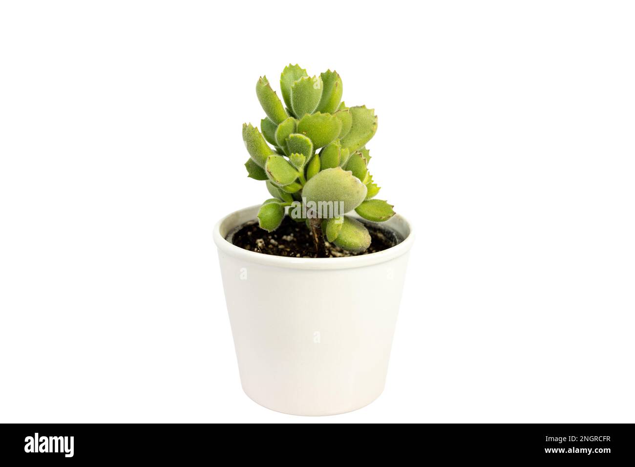 Cotyeledon tomentosa bear paws succulent plant in white pot isolated on white background Stock Photo