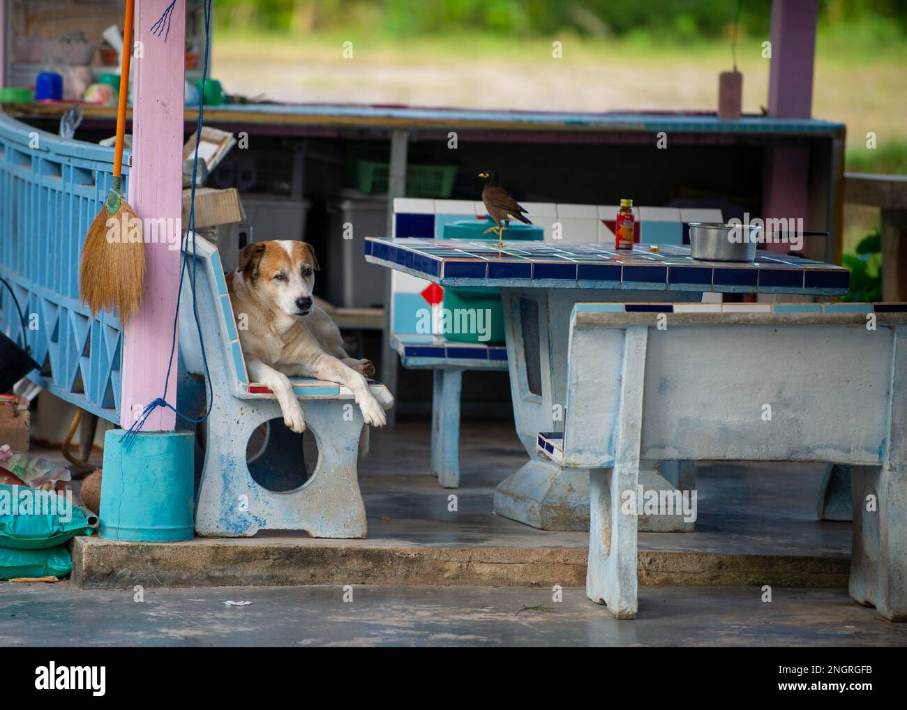 Brown and white dog resting on chair in open kitchen in Thailand next to bird sitting on table Stock Photo