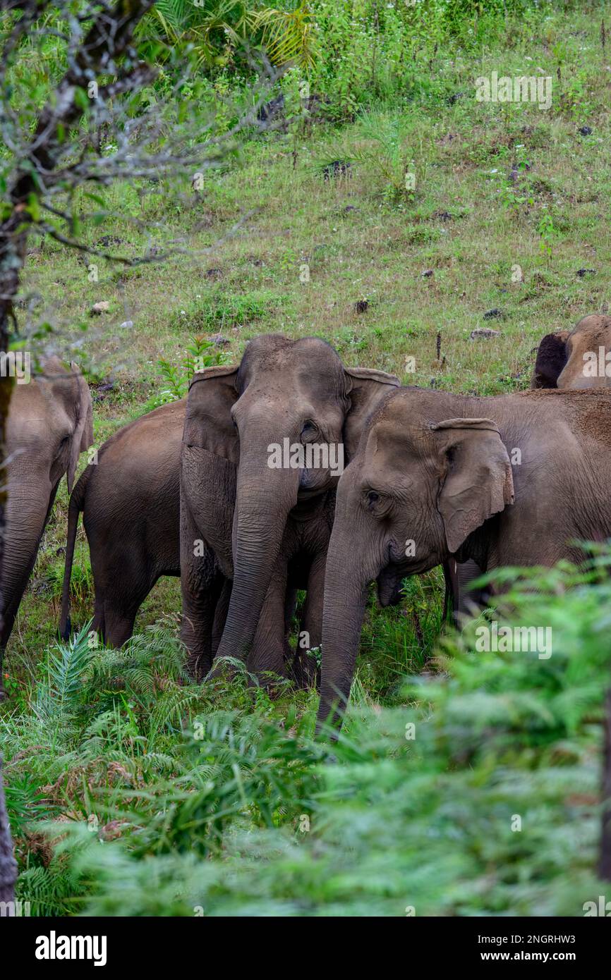 The heard of wild elephants in Kerala forest Stock Photo