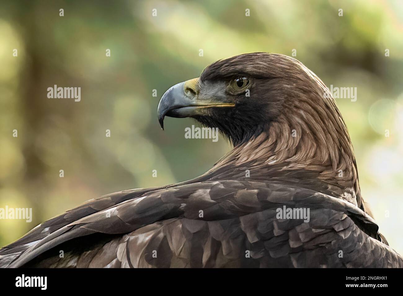 Portrait of the Golden Eagle, Aquila chrysaetos Stock Photo - Alamy