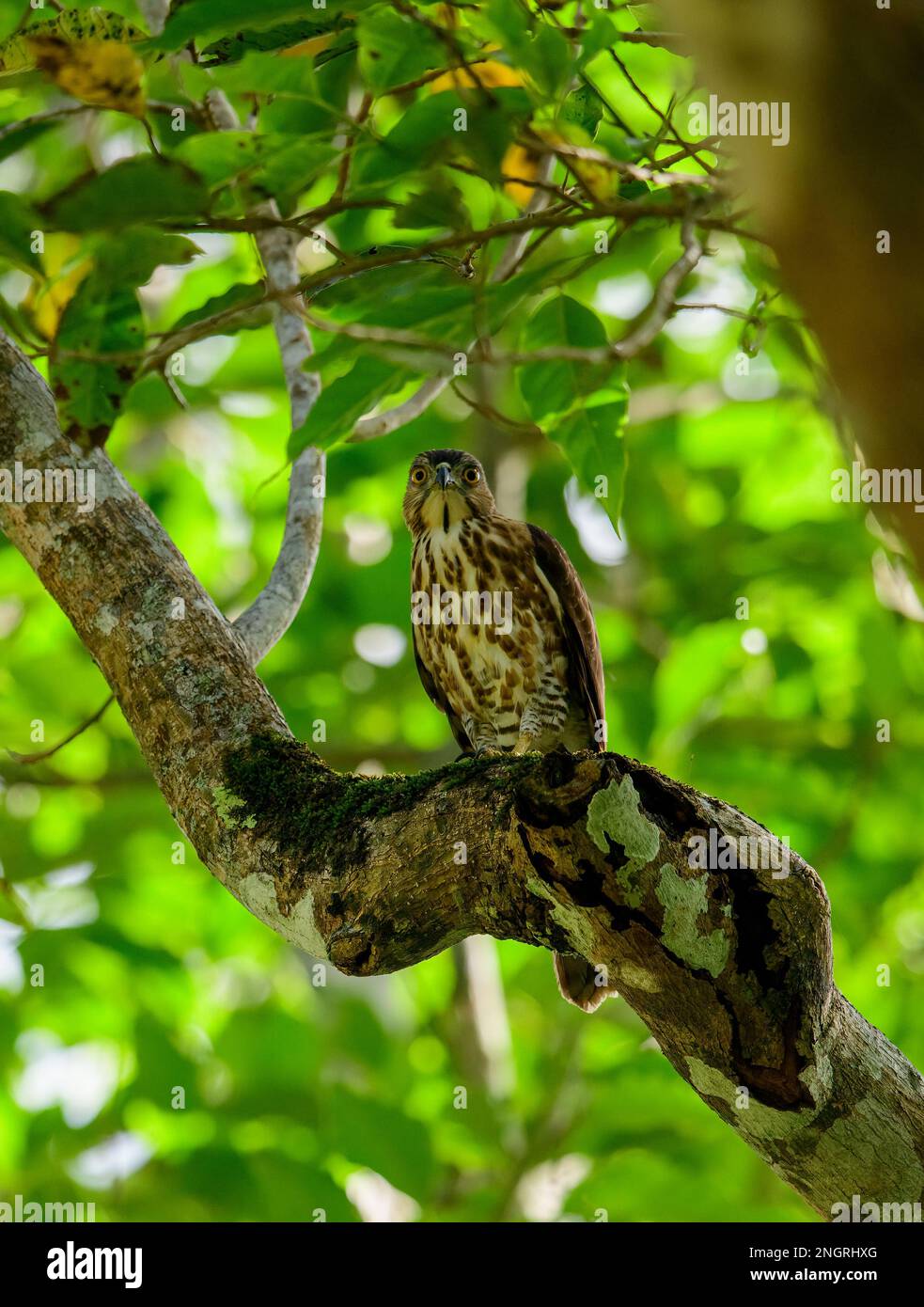 The crested goshawk is a bird of prey from tropical Asia. It has short broad wings and a long tail, both adaptations to maneuvering through trees. Stock Photo