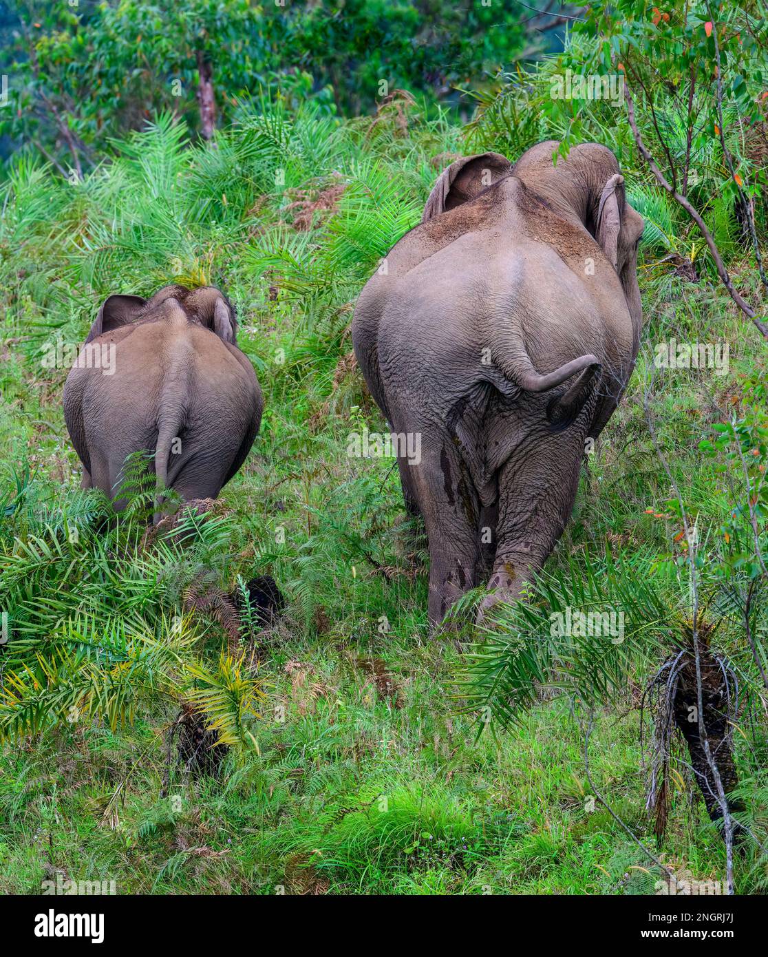 The heard of wild elephants in Kerala forest Stock Photo