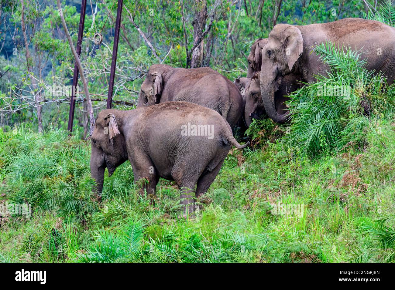 The heard of wild elephants in Kerala forest Stock Photo