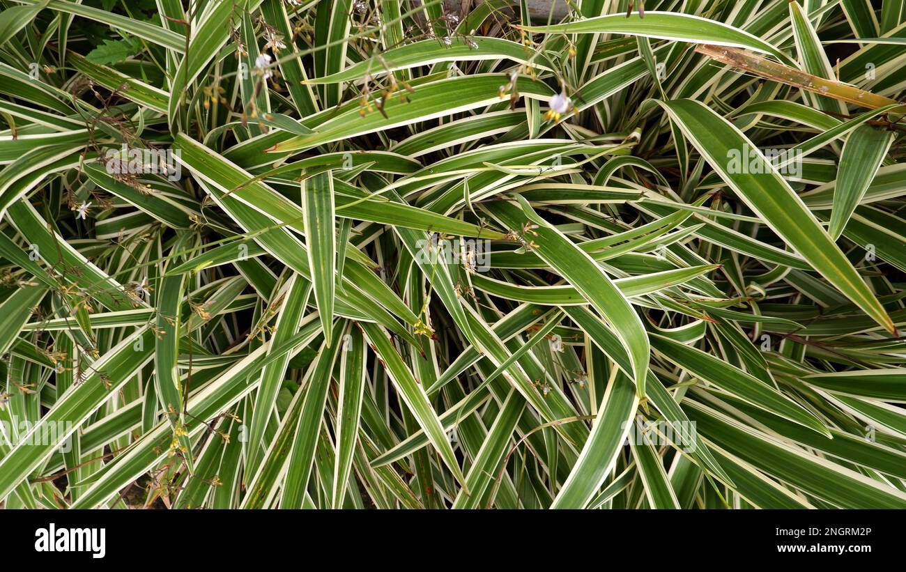 Chlorophytum Comosum Or Spider Plant Which Has Spiky, Whitish Green Leaves Stock Photo