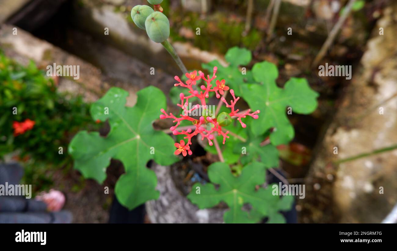 Ornamental Plant Cocor Bebek (Bryophyllum Pinnatum) With Red Flowers, Seen From Above During The Day Stock Photo