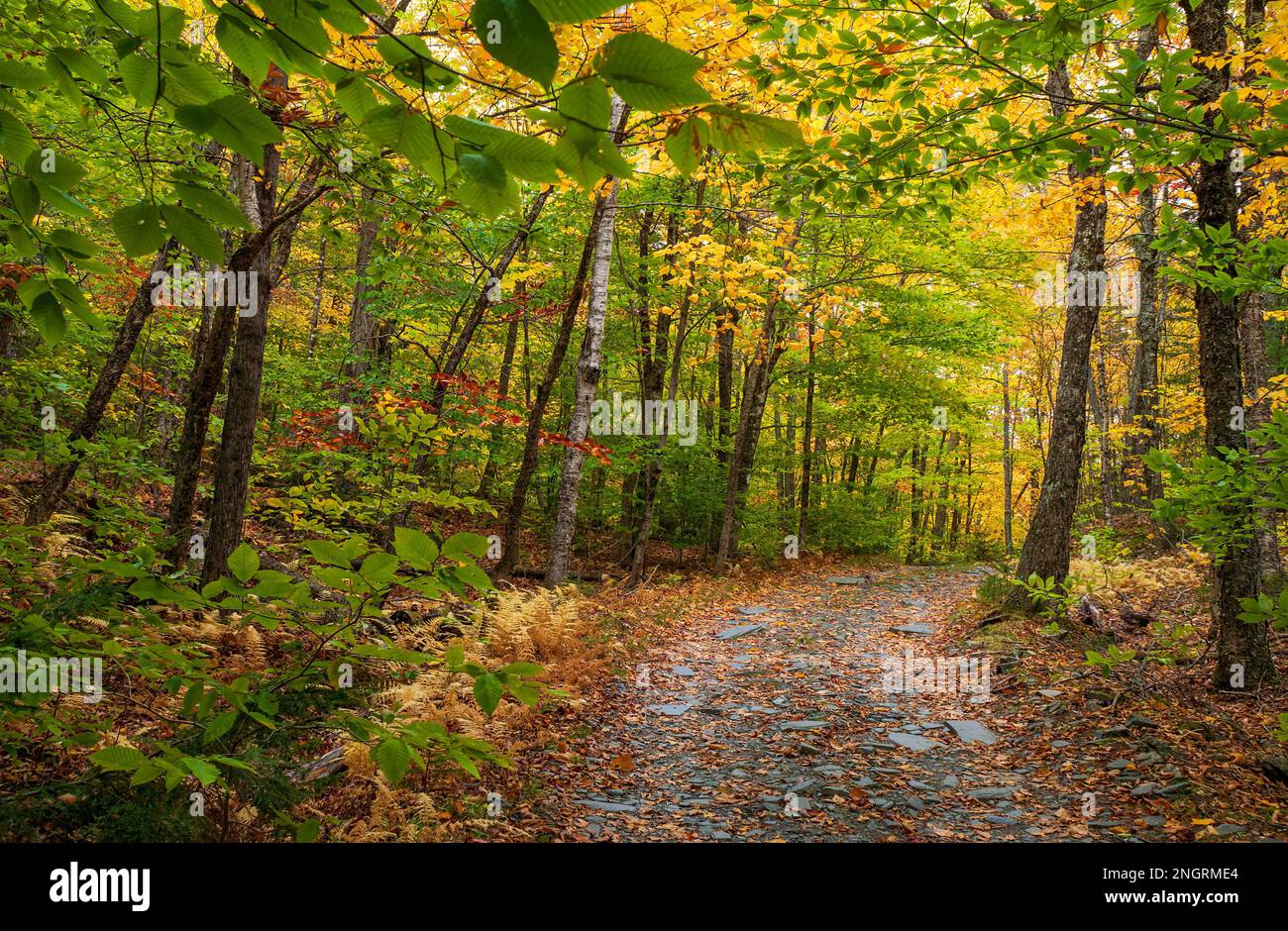 Mountain road through a hemlockhardwood forest in full peak foliage