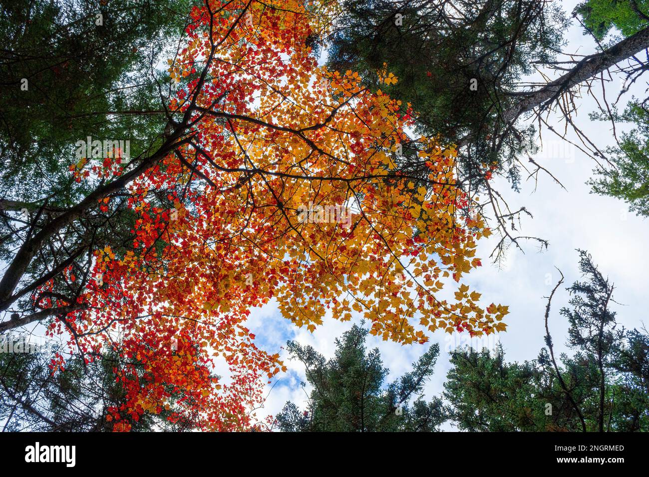 Canopy of a red maple tree at peak fall foliage, in golden and red colors, surrounded by hemlock trees. Borestone Mountain Audubon Sanctuary, Maine. Stock Photo