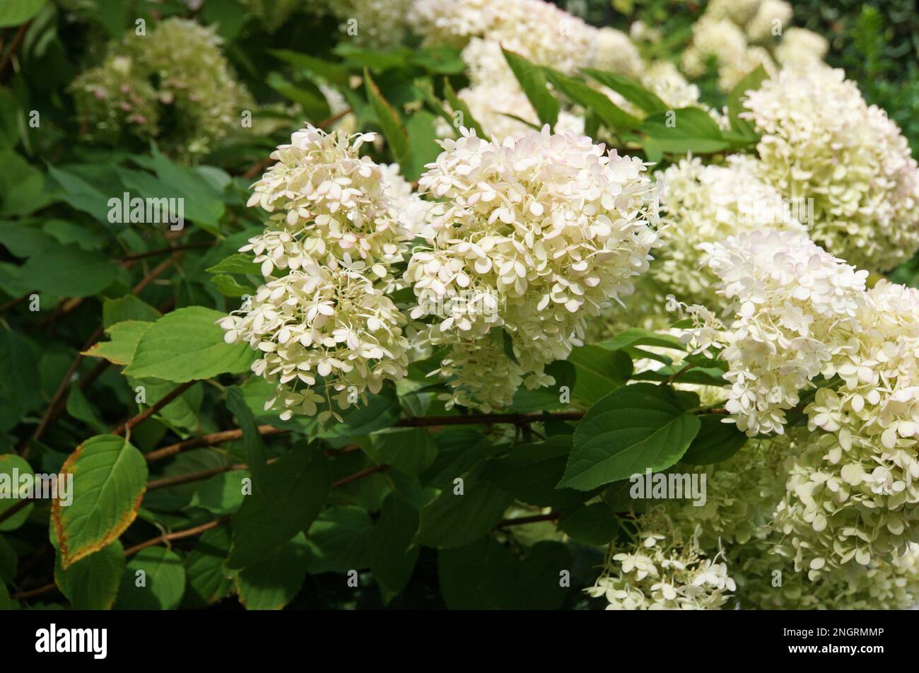 Hydrangea Paniculata Living Cotton Cream with green folliage Stock ...