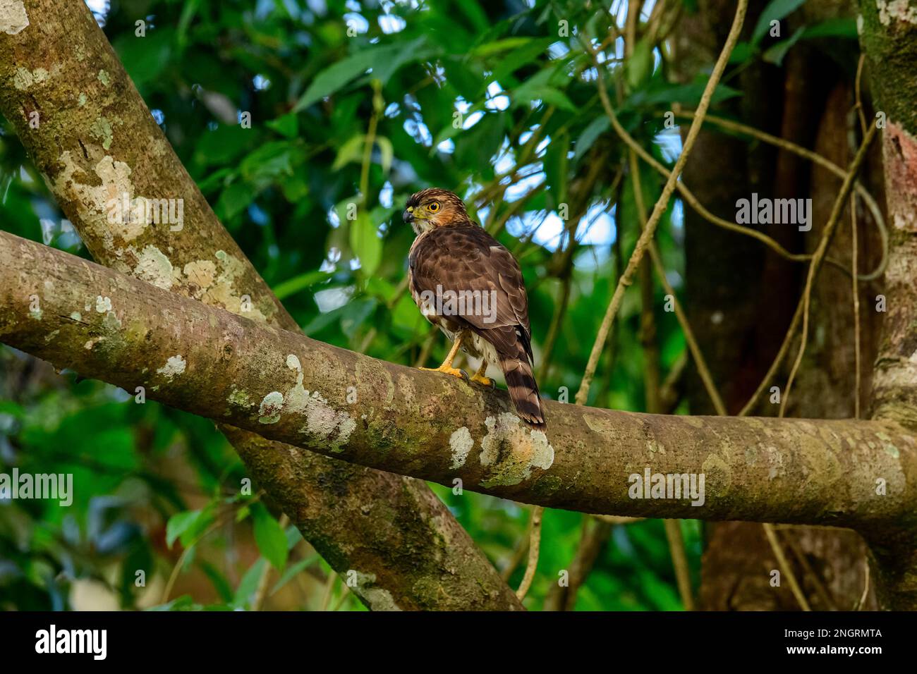 The crested goshawk is a bird of prey from tropical Asia. It has short broad wings and a long tail, both adaptations to maneuvering through trees. Stock Photo