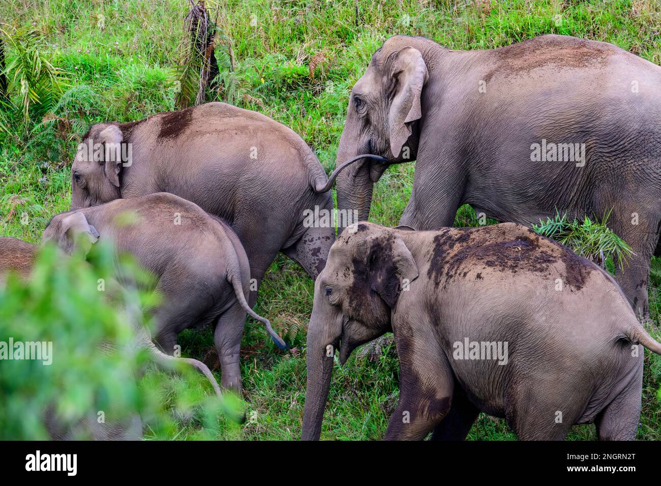 The heard of wild elephants in Kerala forest Stock Photo