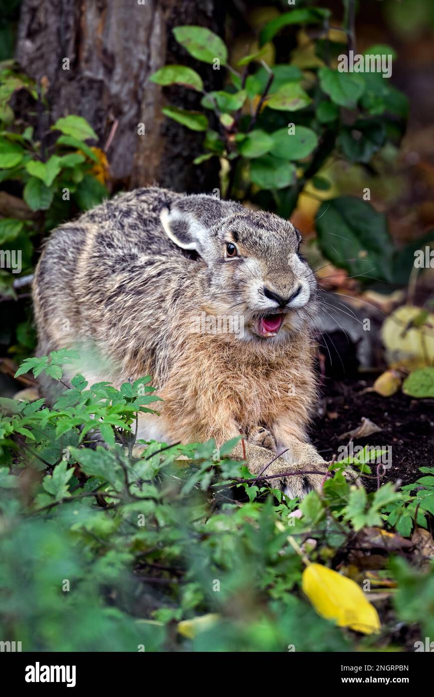 Hare yawning Stock Photo