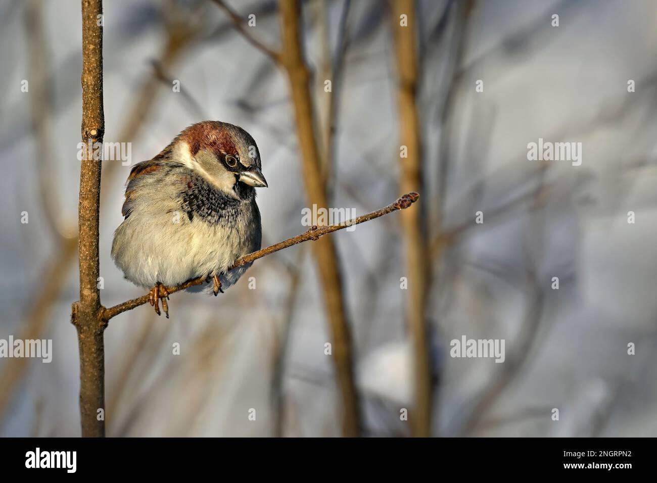House sparrow in winter Stock Photo