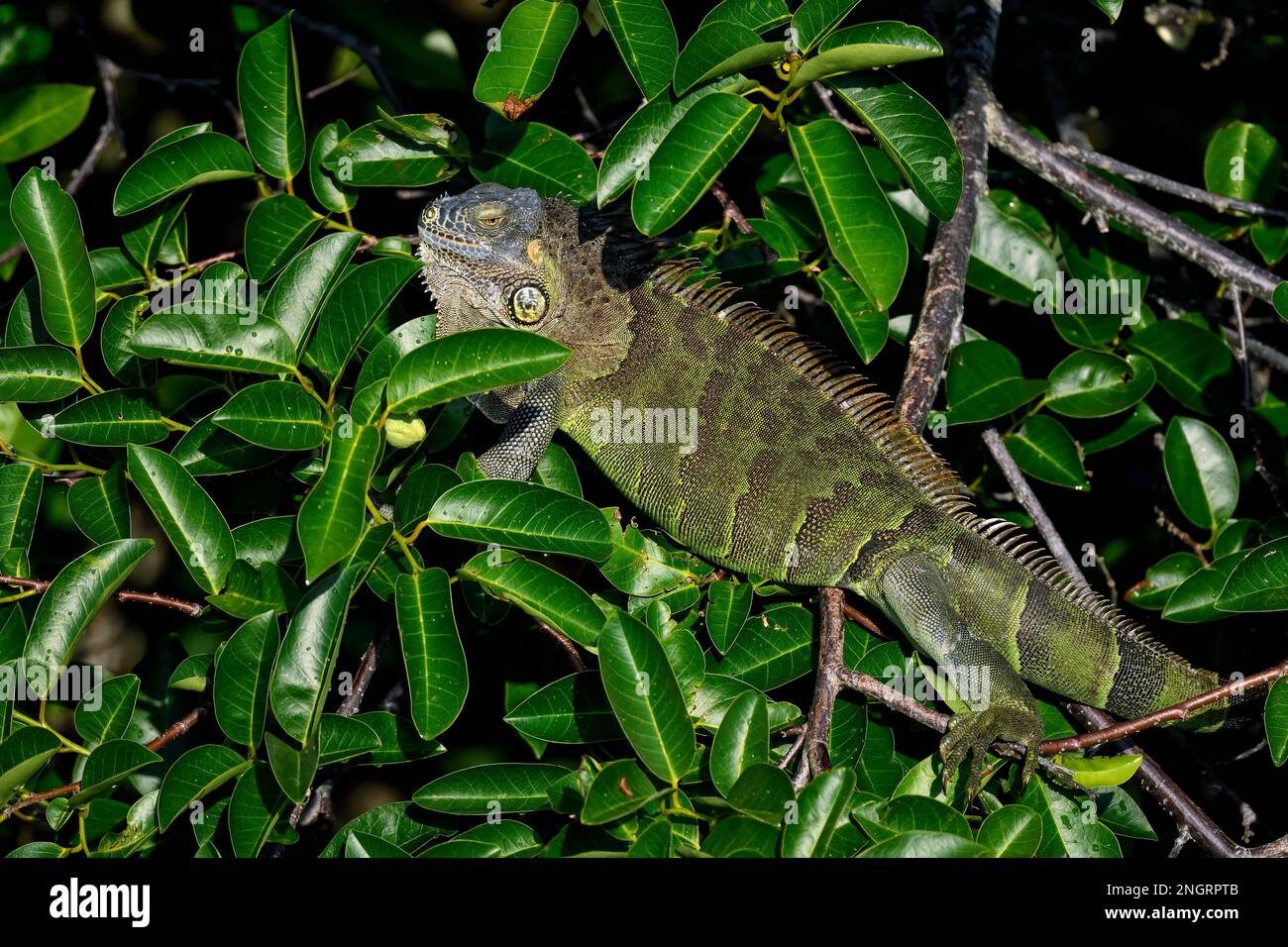 Green iguana, master of disguise Stock Photo