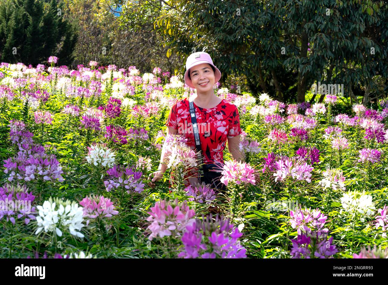 Female tourist relaxes in Orthosiphon Stamineus flower garden; Orthosiphon Aristatus, Purple Flower Also Known as Cat Whiskers at Ta Dung Stock Photo