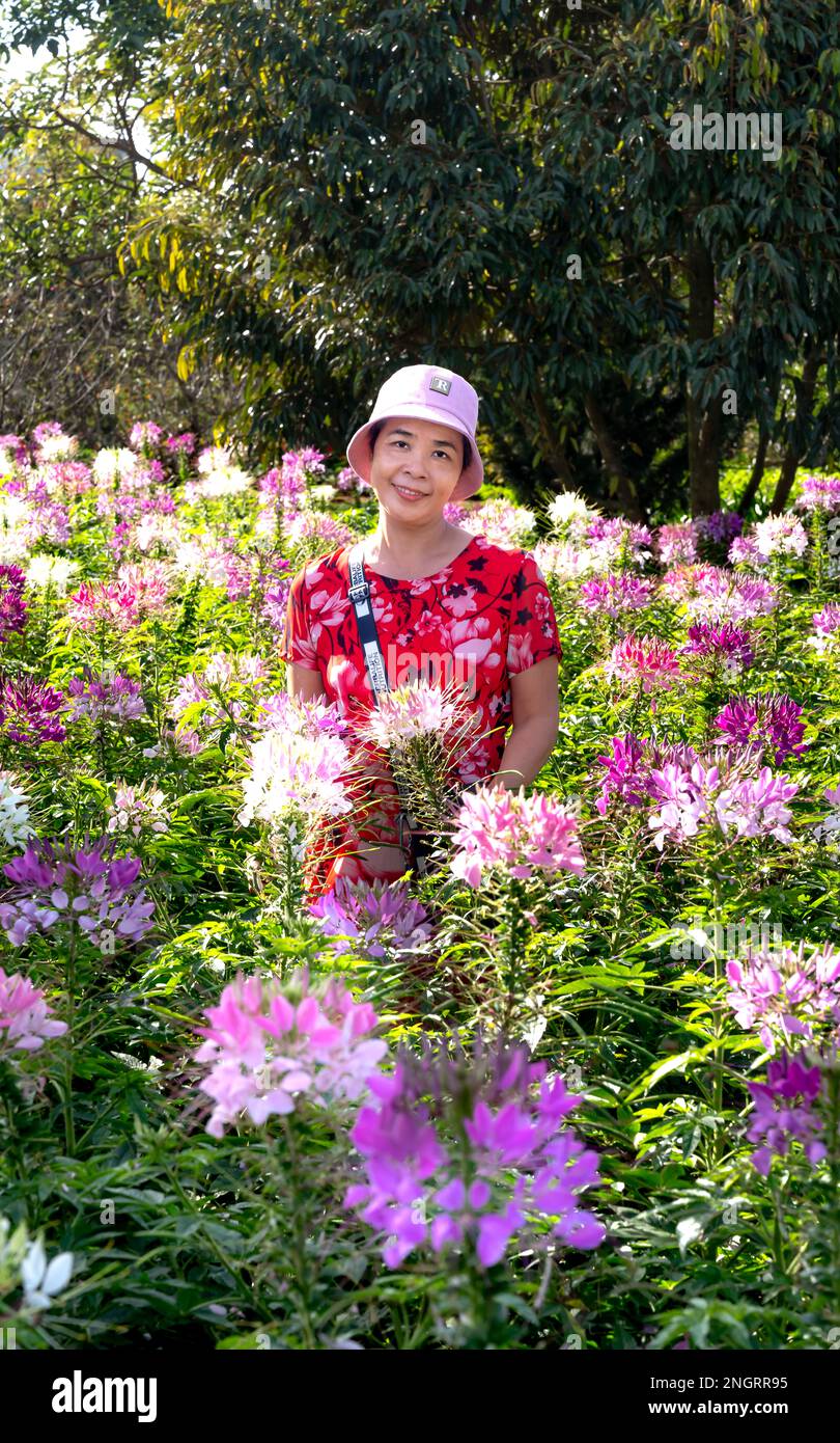 Female tourist relaxes in Orthosiphon Stamineus flower garden; Orthosiphon Aristatus, Purple Flower Also Known as Cat Whiskers at Ta Dung Stock Photo