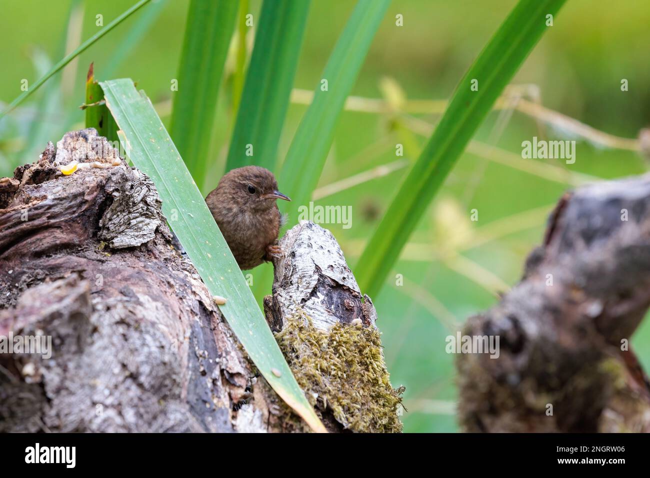 Wren [ Troglodytes troglodytes ] feeding from old log Stock Photo - Alamy