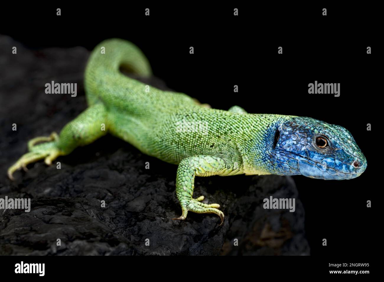 European green lizard (Lacerta viridis) Stock Photo