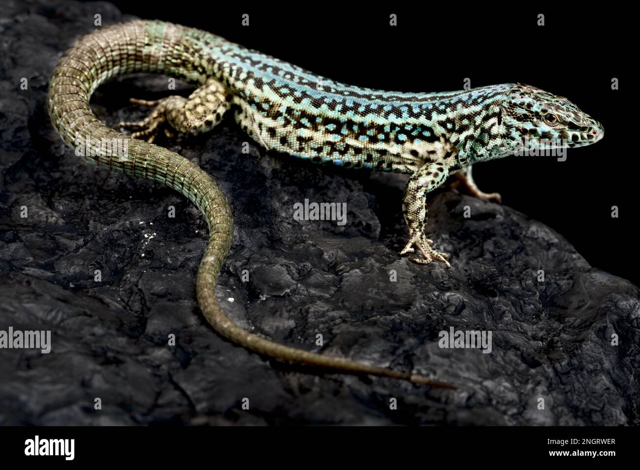 Formentera lizard (Podarcis pityusensis) Stock Photo