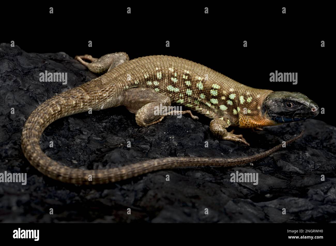 Kurdistanian occulted lizard (Timon kurdistanicus) Stock Photo