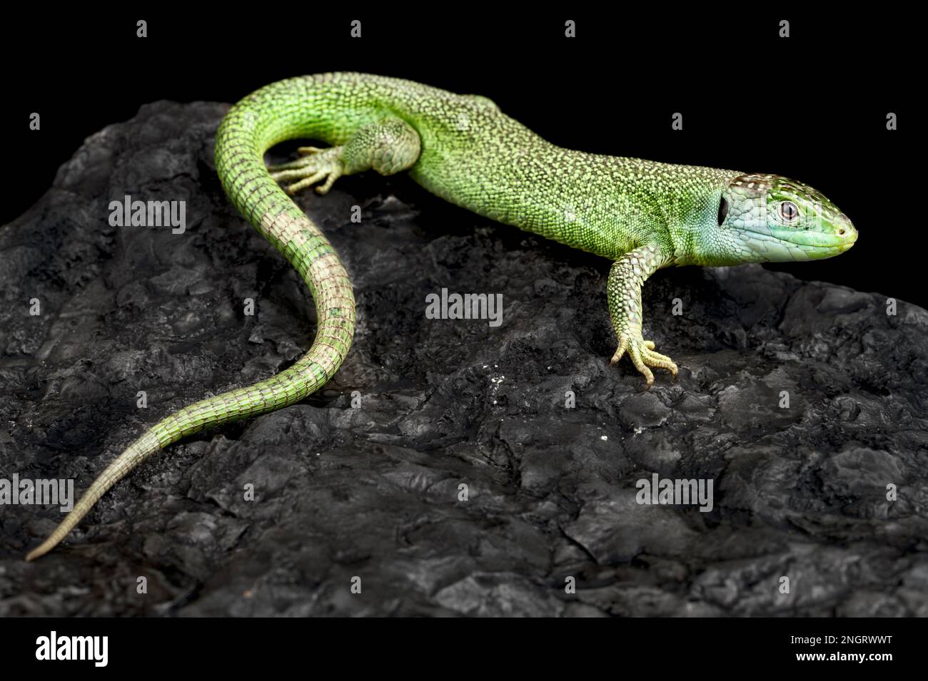 Western green lizard (Lacerta bilineata) Stock Photo