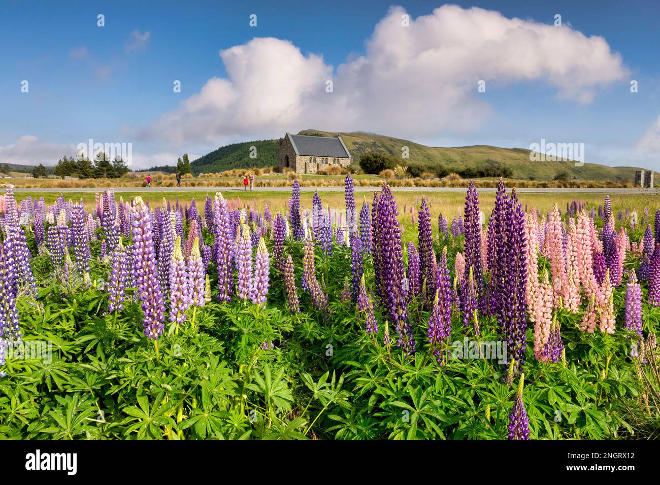 19 December 2022: Tekapo, Canterbury, New Zealand - The famous lupins ...