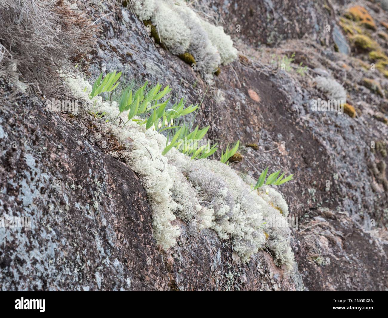 Solomon's seal flowers on rocky cliff Stock Photo