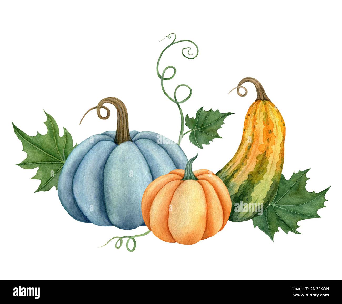 Watercolor pumpkins with leaves, Fall illustration isolated on the ...