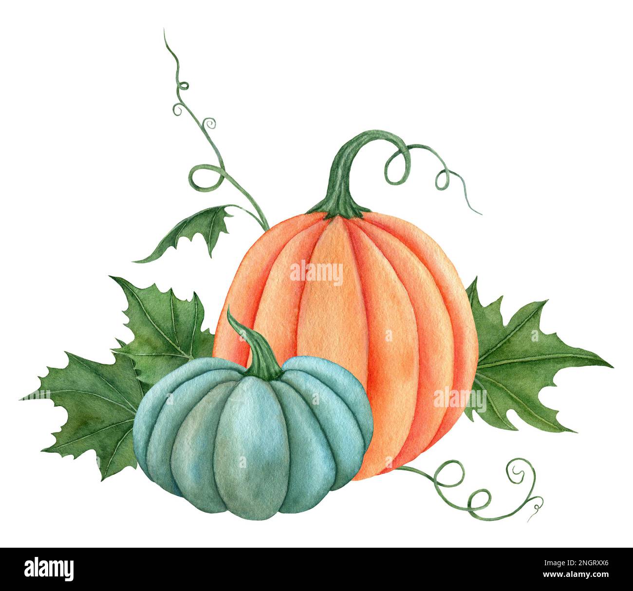 Watercolor pumpkins with leaves, Fall illustration isolated on the ...