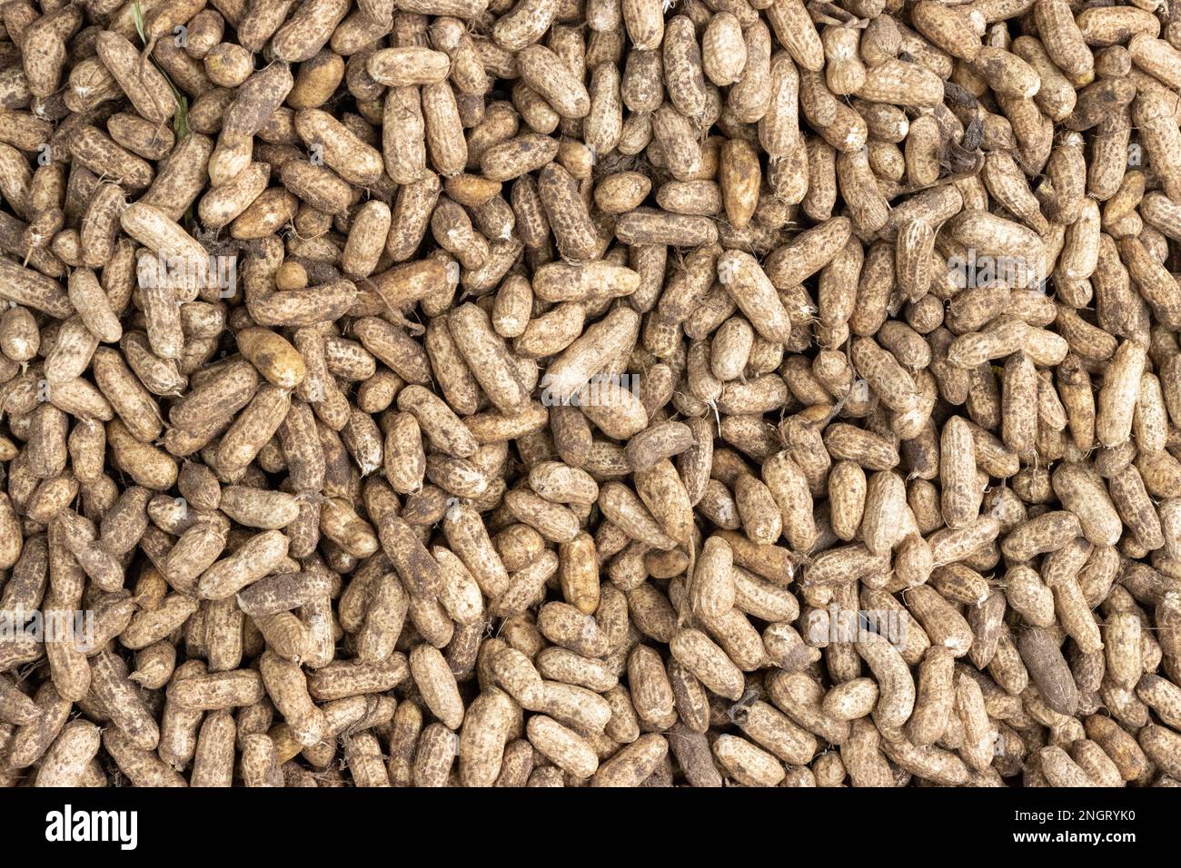 Pile of peanuts in their shells on sale along the streets in Sri Lanka