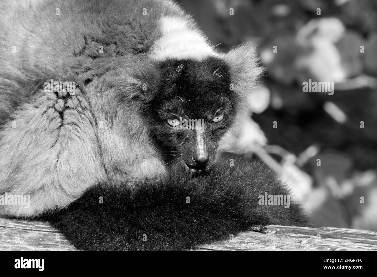 Close Up Red Ruffed Lemur In Black And White At Amsterdam The Netherlands 8-11-2022 Stock Photo