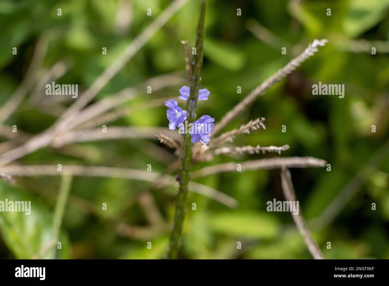 Blue, wild flowers in Sri Lanka Stock Photo
