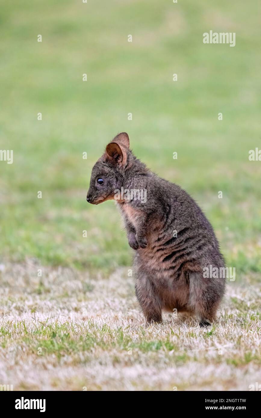 Tasmanian Pademelon, Thylogale billardierii, also known as the rufous-bellied pademelon or red-bellied pademelon. A relative of wallabies and kangaroo Stock Photo