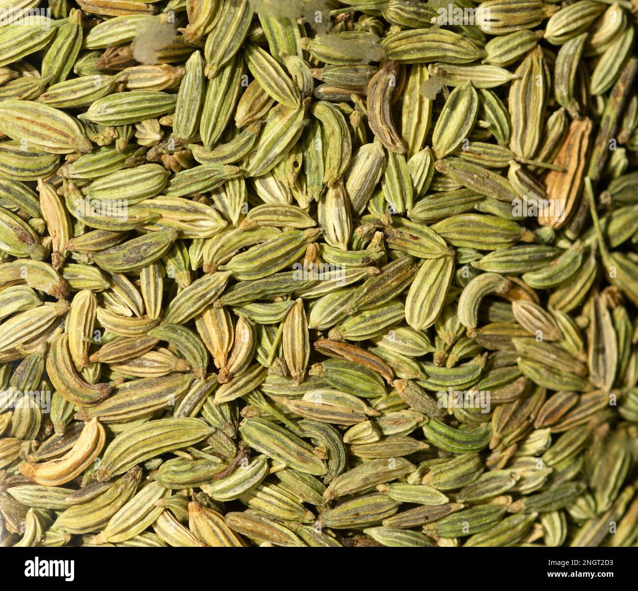 macro photo of fennel seeds Stock Photo Alamy