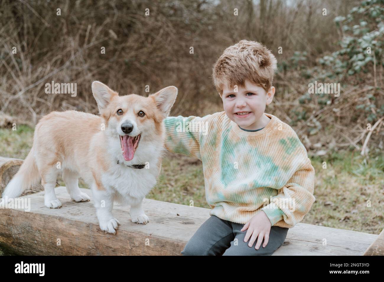 Pembroke welsh corgis herding hi-res stock photography and images - Alamy