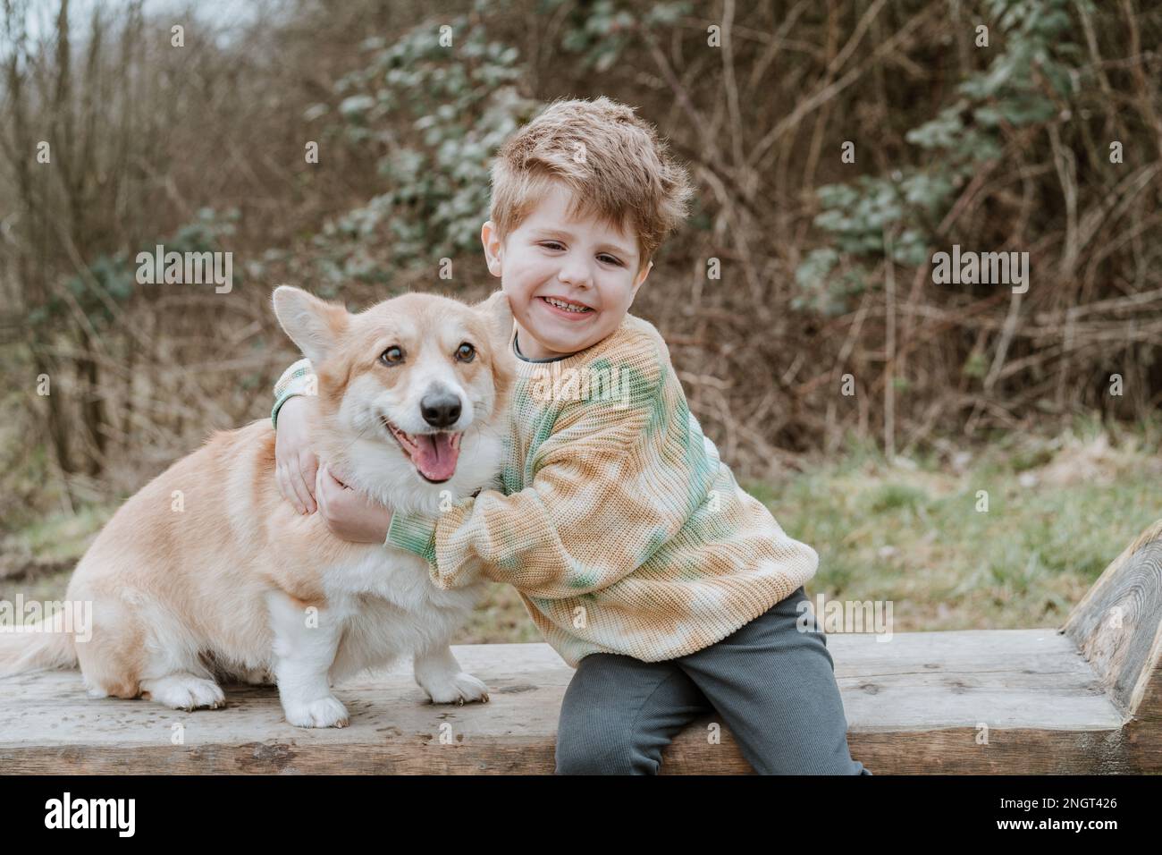 Pembroke welsh corgis herding hi-res stock photography and images - Alamy