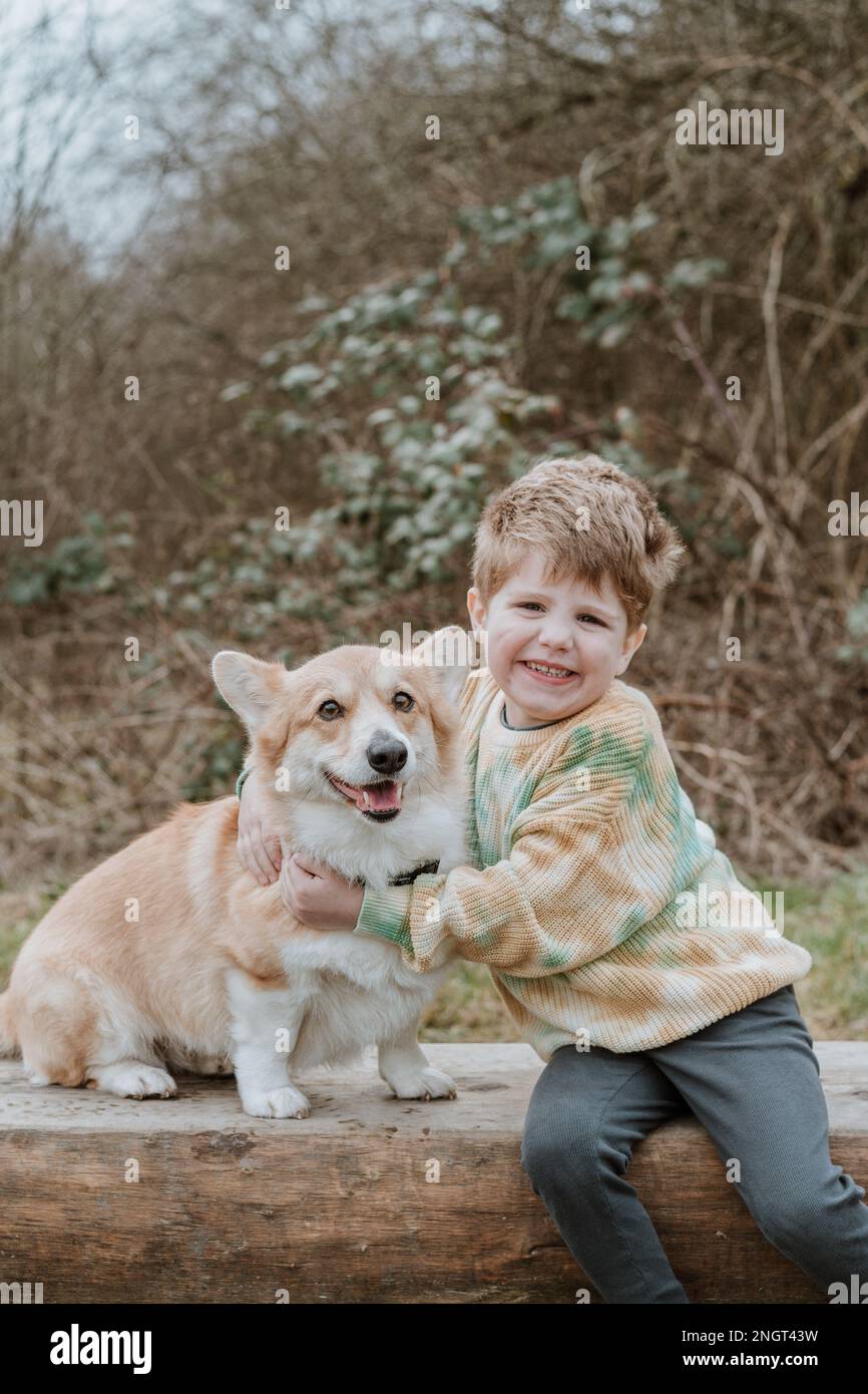 Pembroke welsh corgis herding hi-res stock photography and images - Alamy