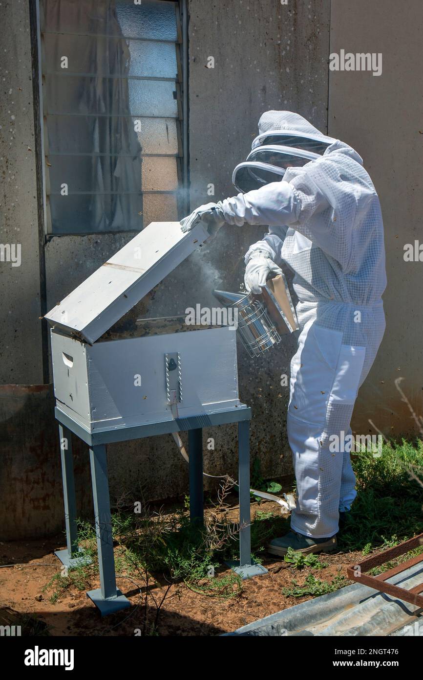 An apiarist dressed in a beekeeping suit uses a smoker to pacify the bees in a portable hive. Stock Photo
