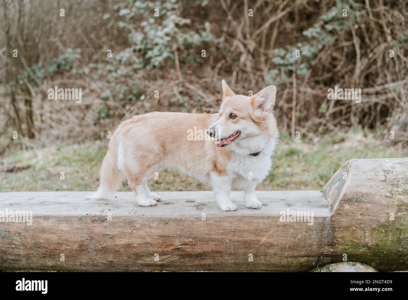 Pembroke welsh corgis herding hi-res stock photography and images - Alamy