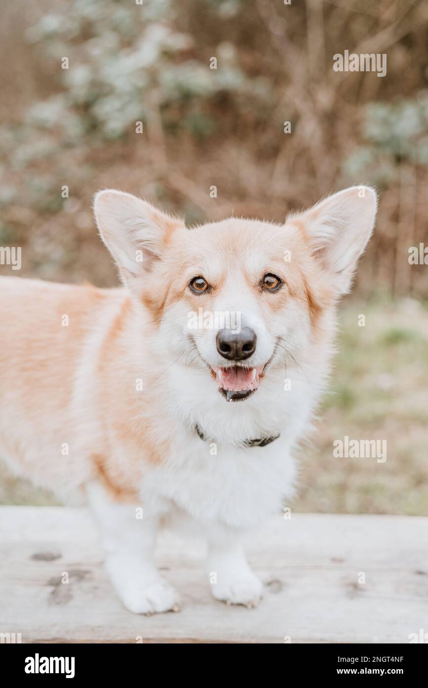 Pembroke welsh corgis herding hi-res stock photography and images - Alamy