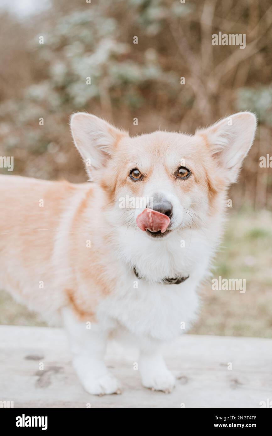 Pembroke welsh corgis herding hi-res stock photography and images - Alamy