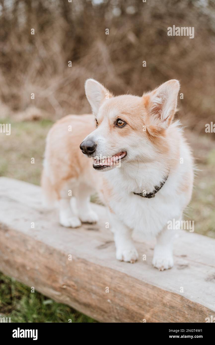 Pembroke welsh corgis herding hi-res stock photography and images - Alamy