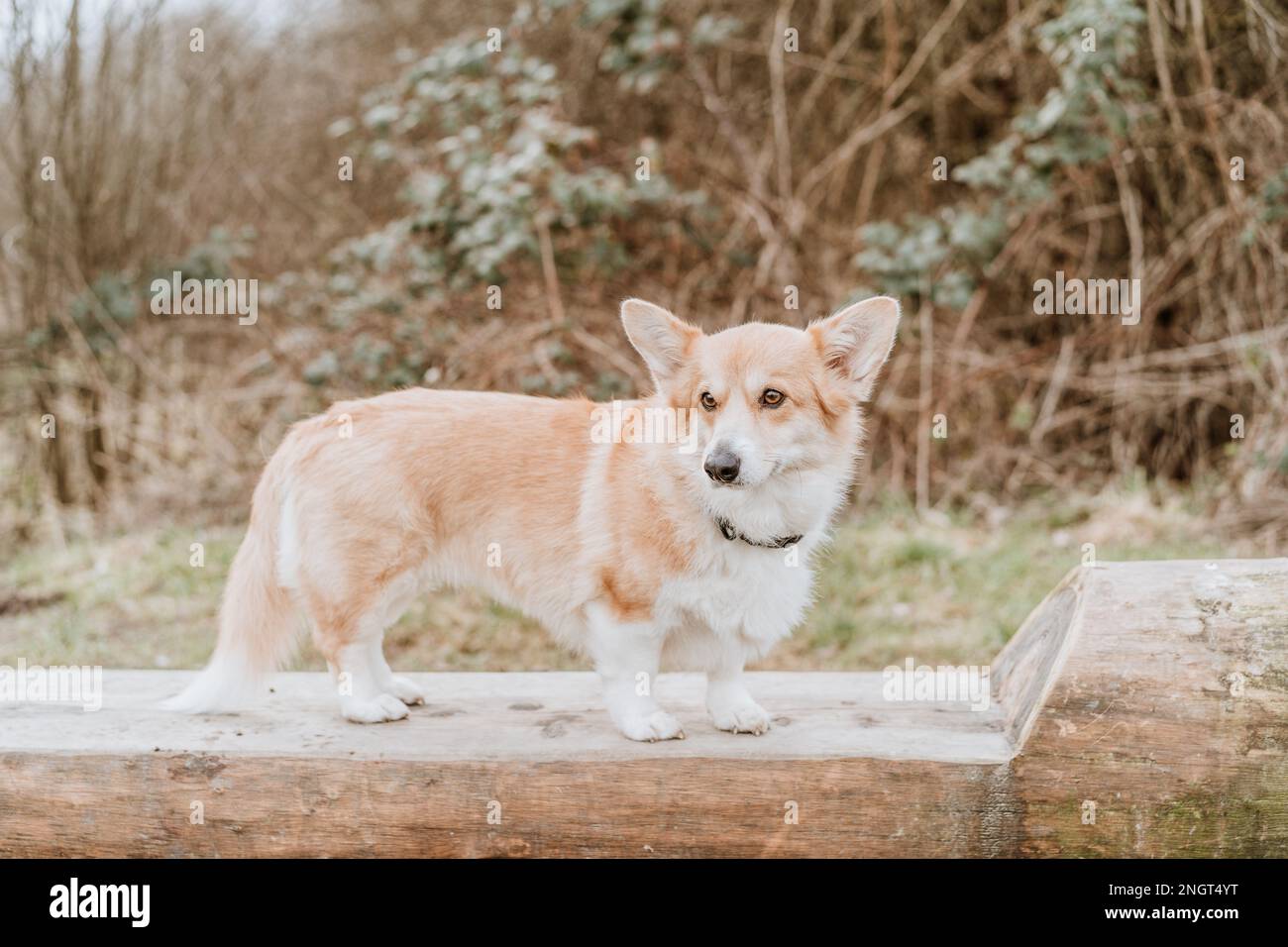 Welsh Pembroke Corgi Dog Stock Photo
