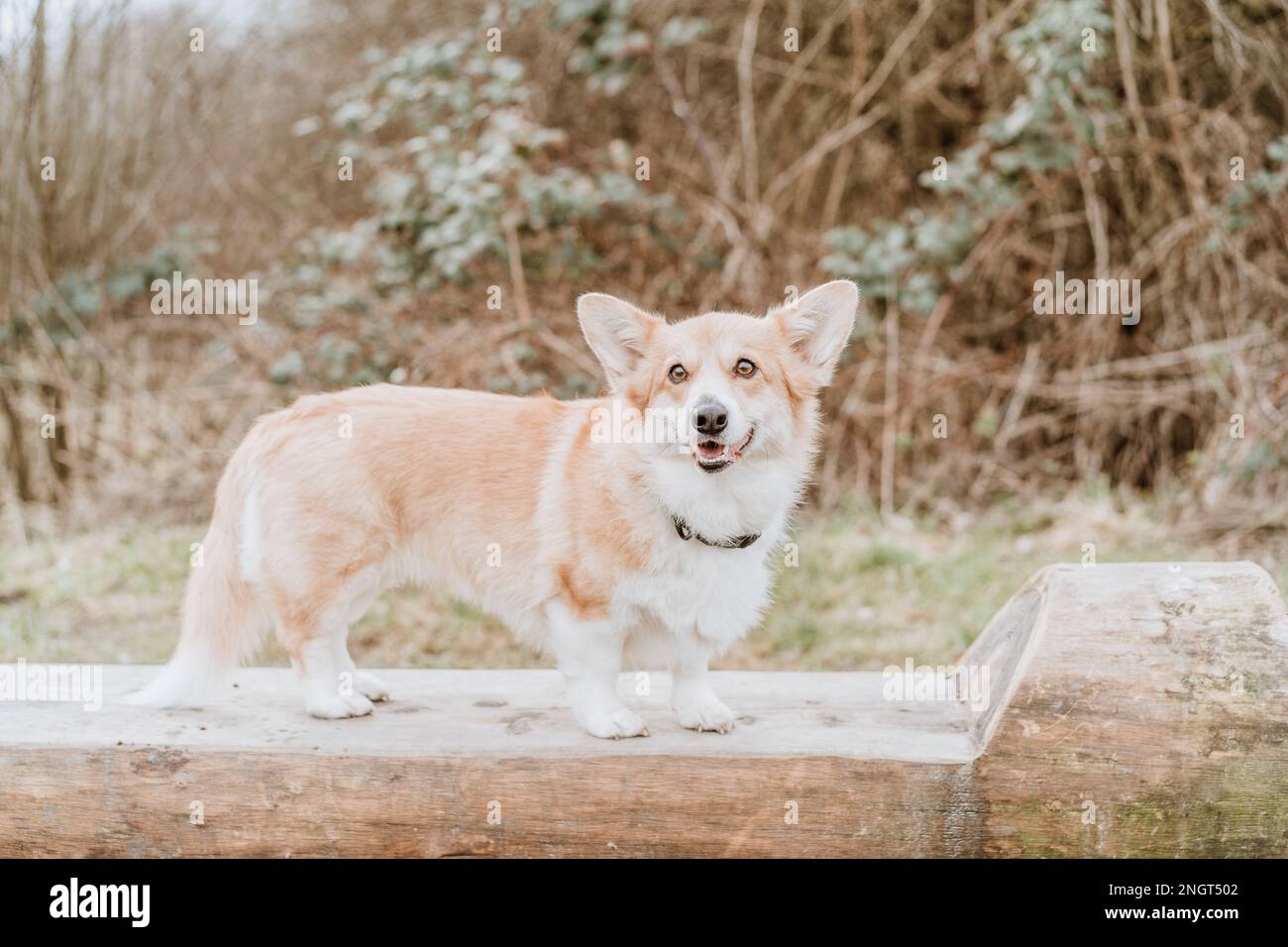 Pembroke welsh corgi and herding hi-res stock photography and images ...