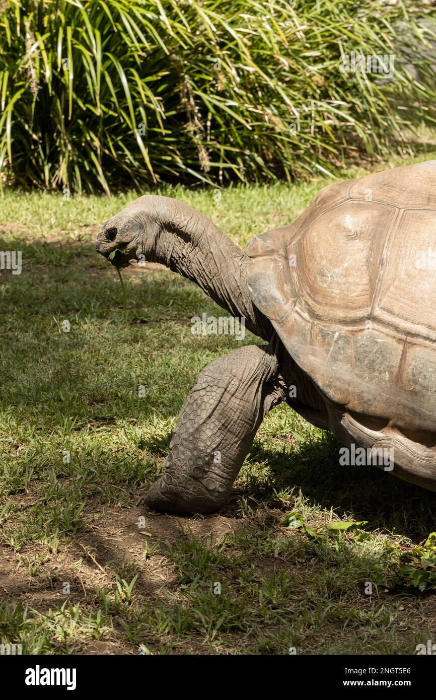 A vulnerable threatened giant aldabra tortoise (Aldabrachelys gigantea) eating hibiscus plant Stock Photo