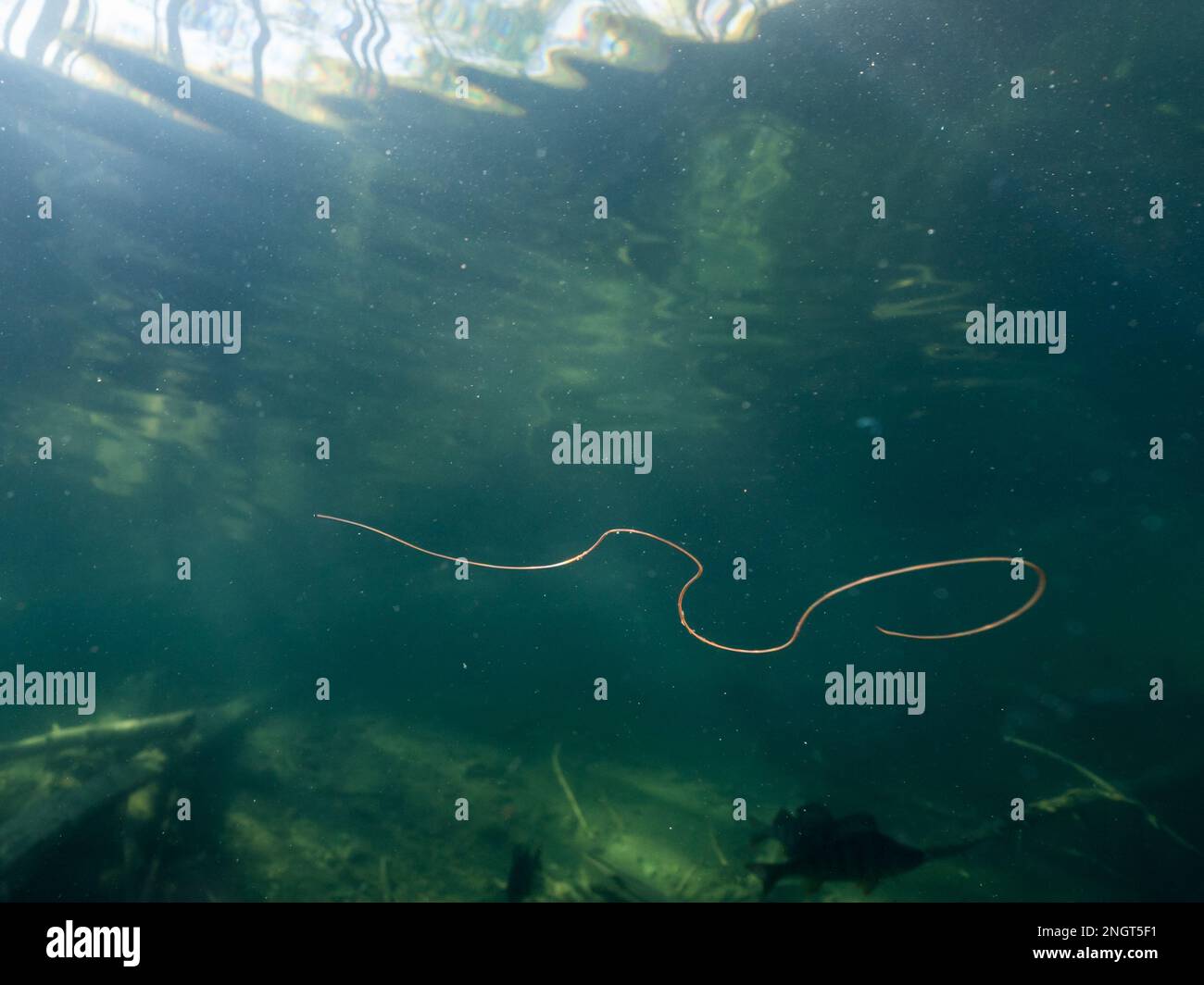 Horsehair worm swimmin underwater in lake Stock Photo