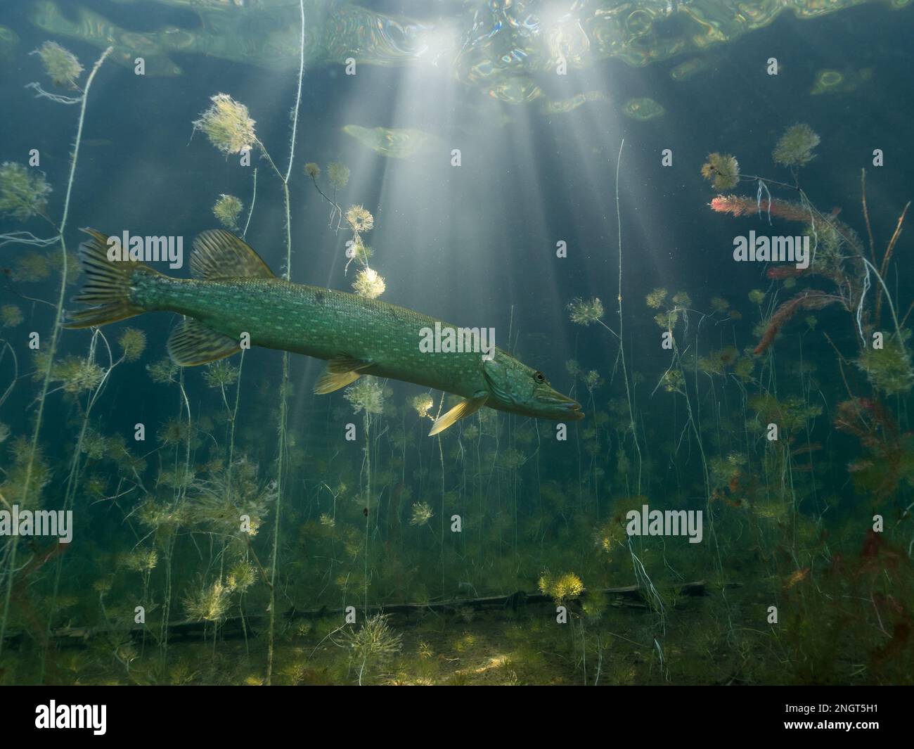 Fish and aquatic plants hi-res stock photography and images - Alamy