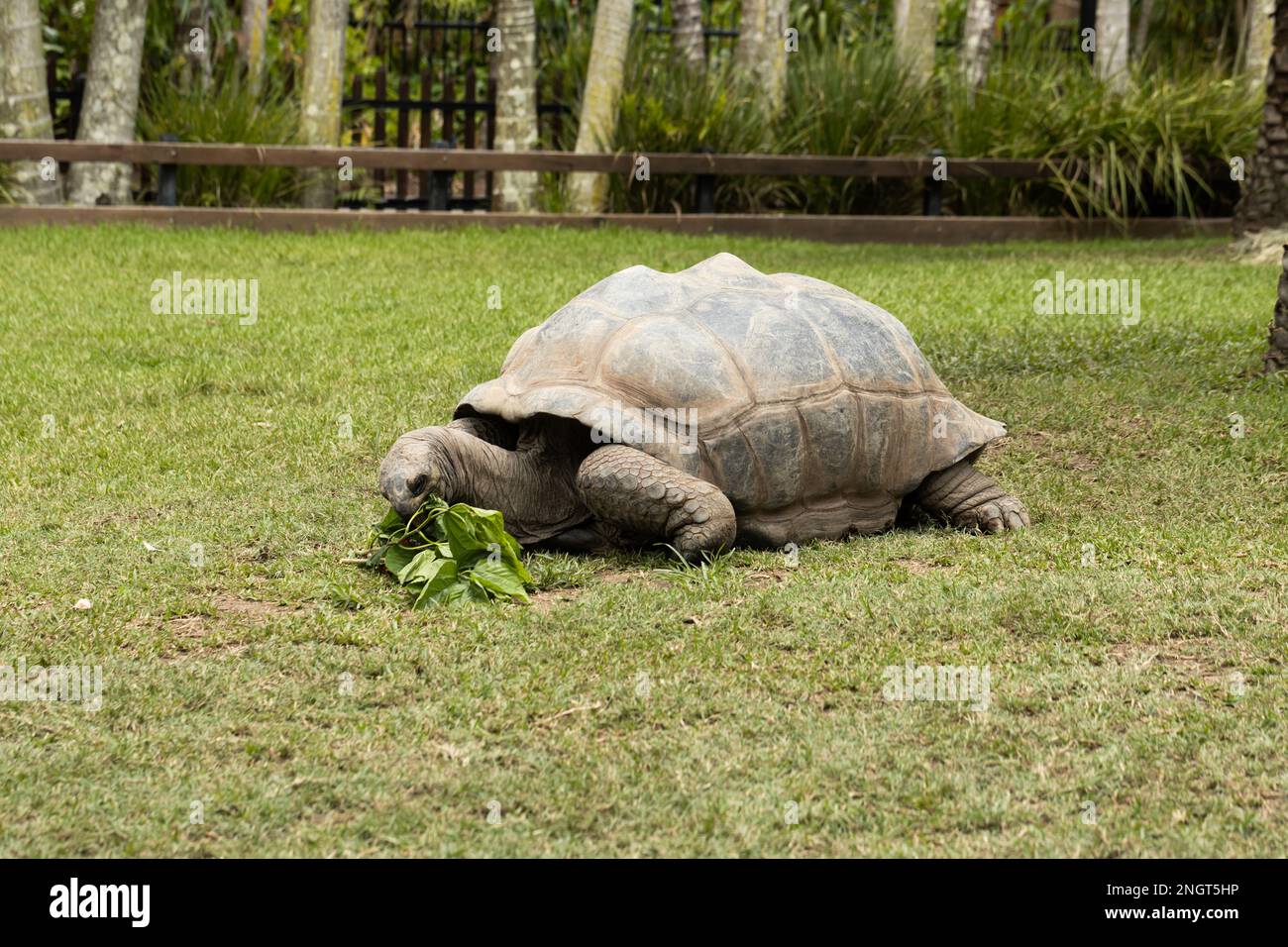 A vulnerable threatened giant aldabra tortoise (Aldabrachelys gigantea) eating hibiscus plant Stock Photo