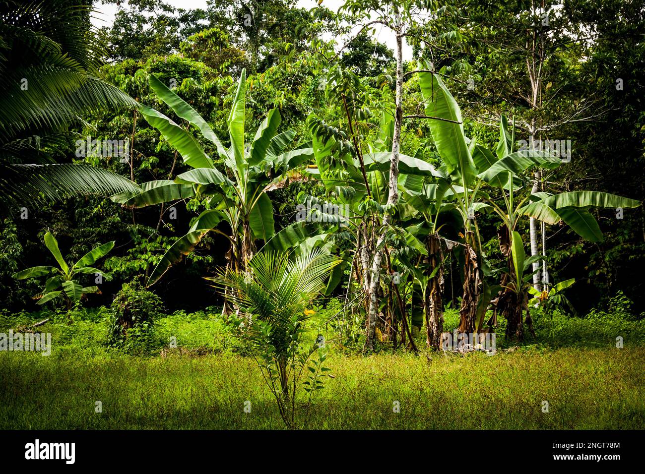 Palm trees in peruvian amazon Stock Photo