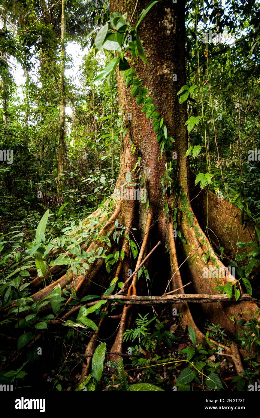 Amazon rainforest moss hi-res stock photography and images